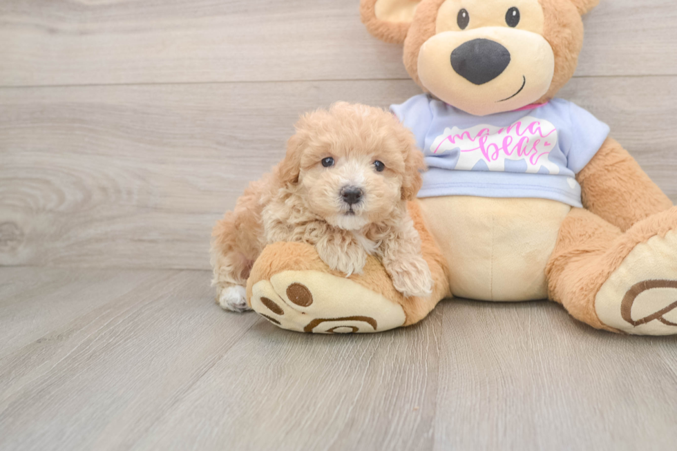Petite Maltipoo Poodle Mix Pup