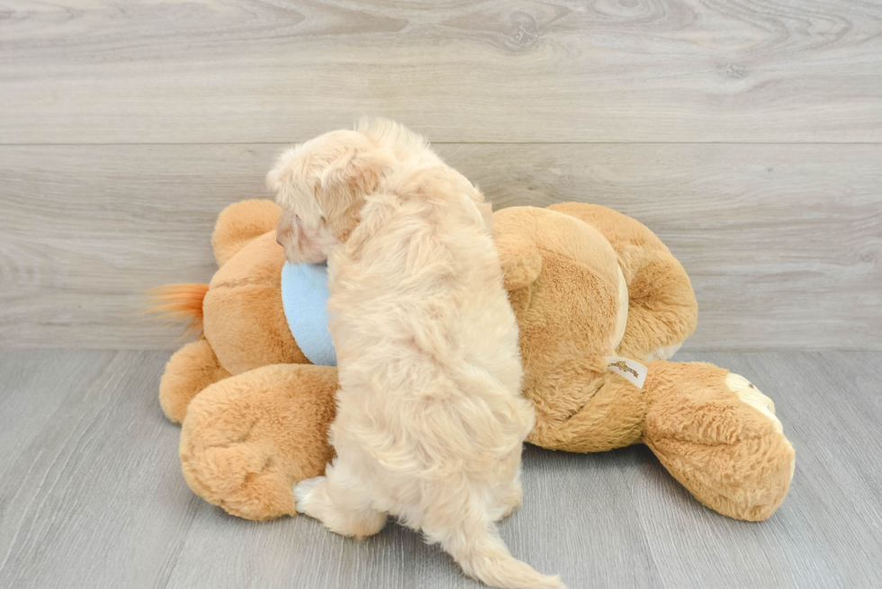 Friendly Maltipoo Baby