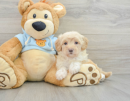 8 week old Maltipoo Puppy For Sale - Simply Southern Pups