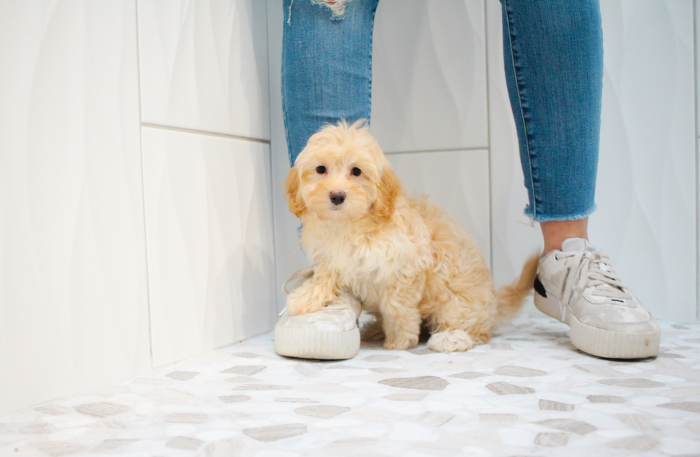 Cute Malt a Poo Poodle Mix Puppy