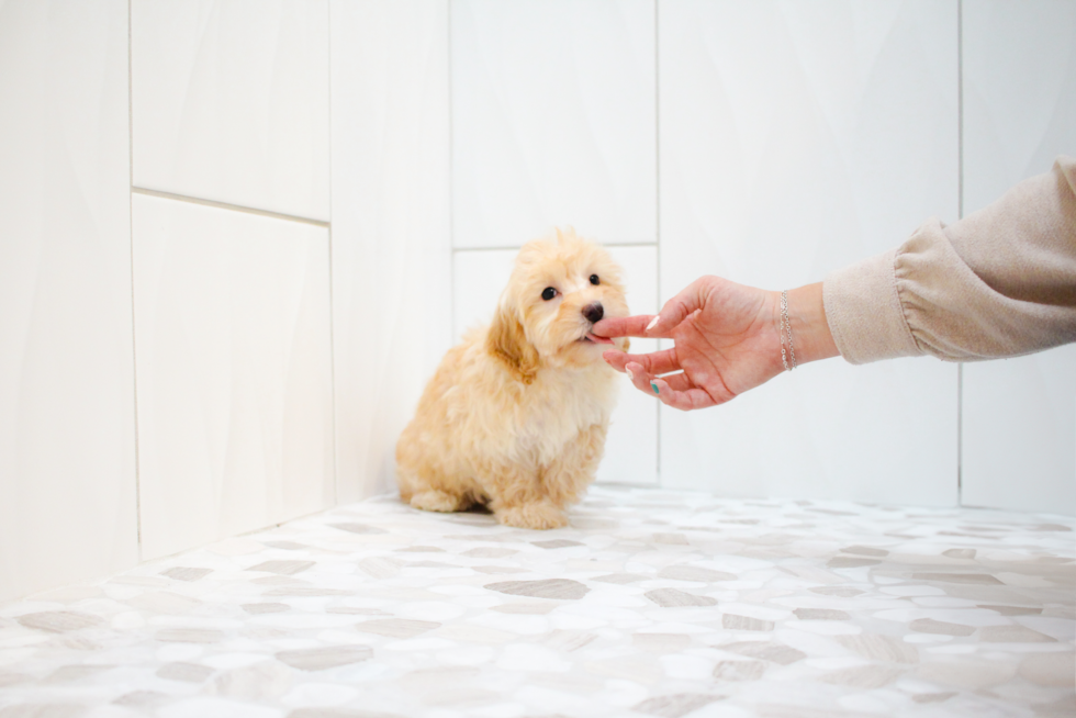 Cute Maltipoo Poodle Mix Pup