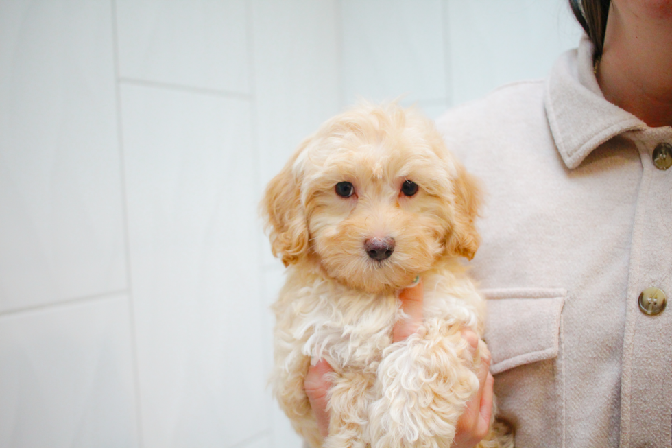 Cute Maltipoo Poodle Mix Pup