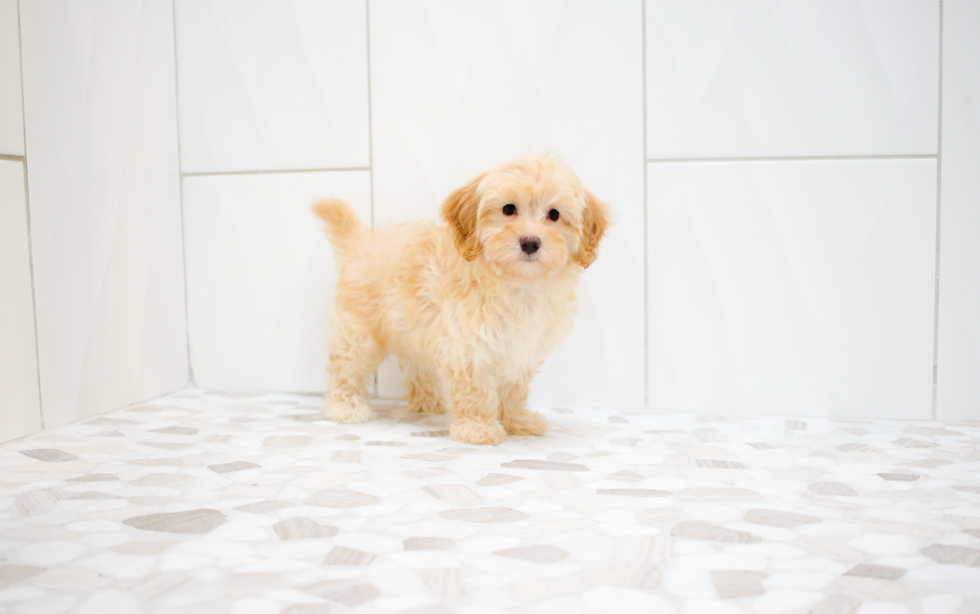 Cute Maltipoo Baby