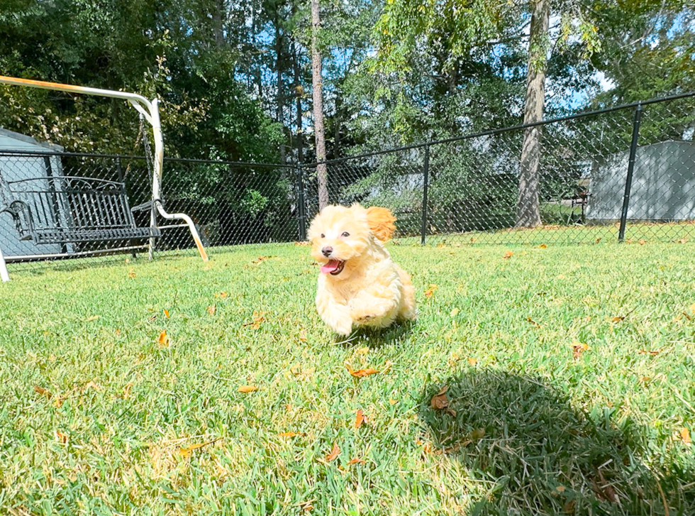 Cute Malt a Poo Poodle Mix Puppy