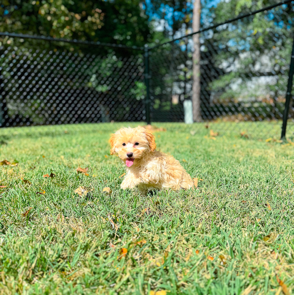 Cute Maltipoo Poodle Mix Pup