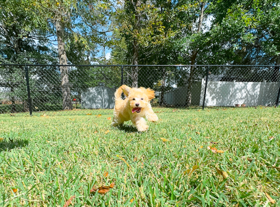 Maltipoo Pup Being Cute