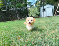 11 week old Maltipoo Puppy For Sale - Simply Southern Pups