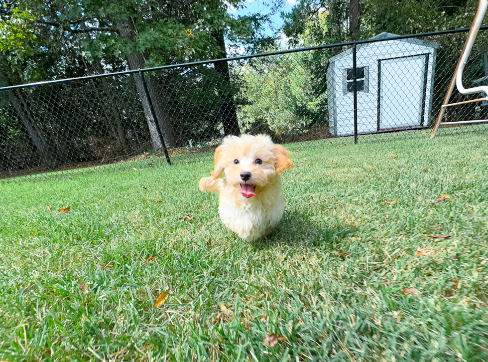 Maltipoo Puppy for Adoption