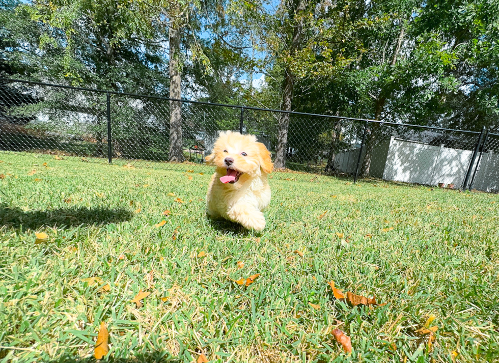 Maltipoo Pup Being Cute