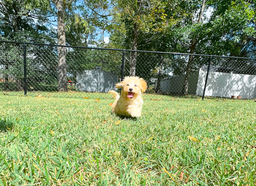 Cute Malt a Poo Poodle Mix Puppy