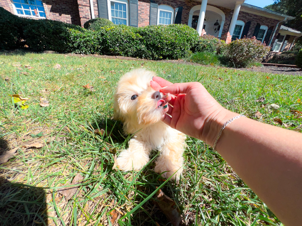 Maltipoo Pup Being Cute