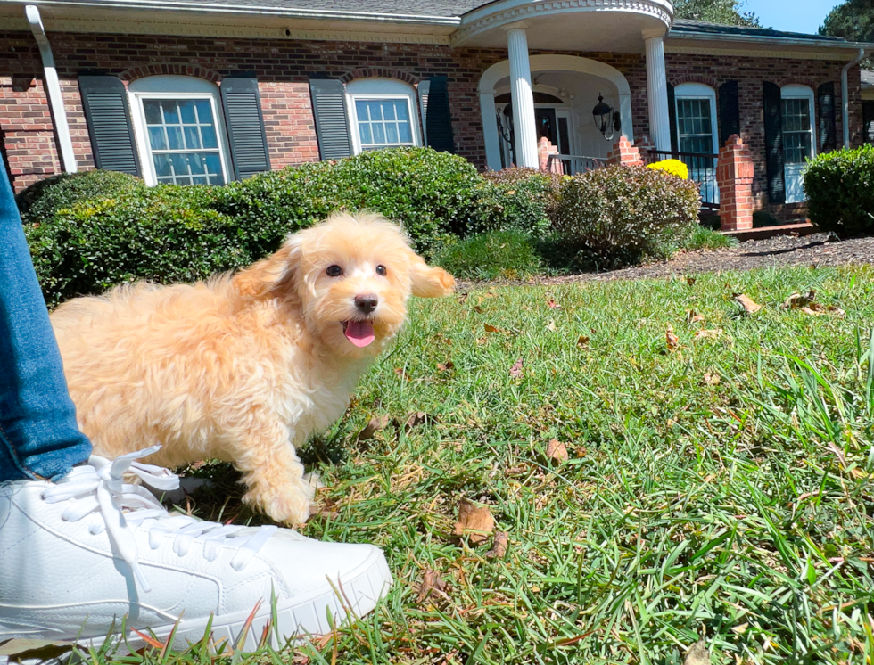 Maltipoo Pup Being Cute