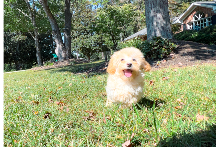 Maltipoo Pup Being Cute