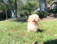 13 week old Maltipoo Puppy For Sale - Simply Southern Pups