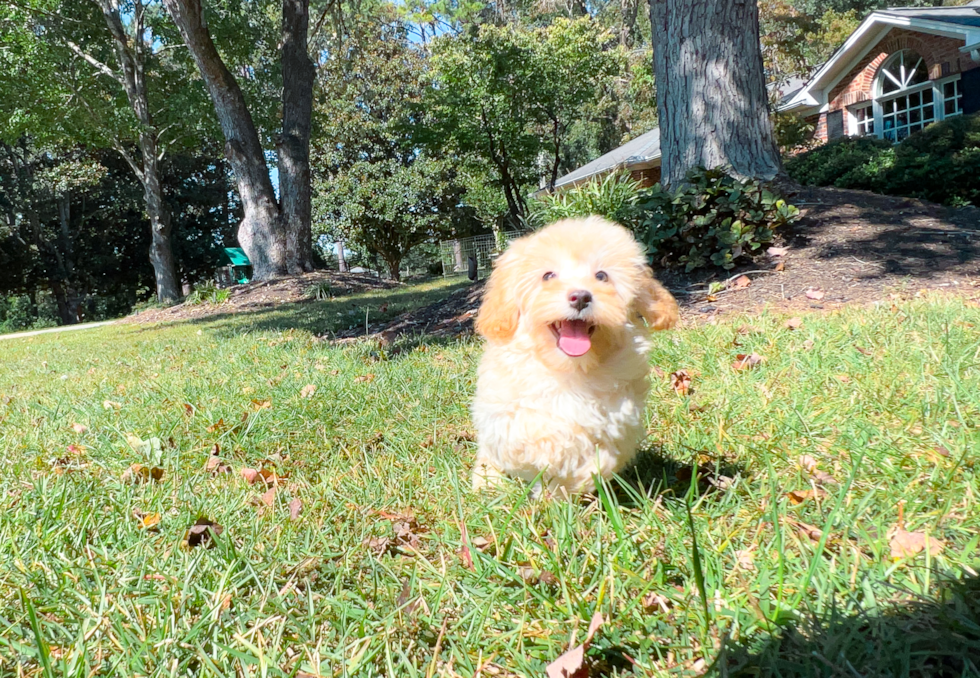 Maltipoo Pup Being Cute