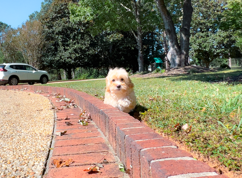 Maltipoo Pup Being Cute