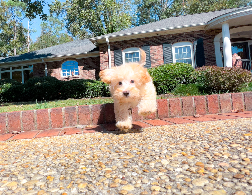 Cute Malt a Poo Poodle Mix Puppy