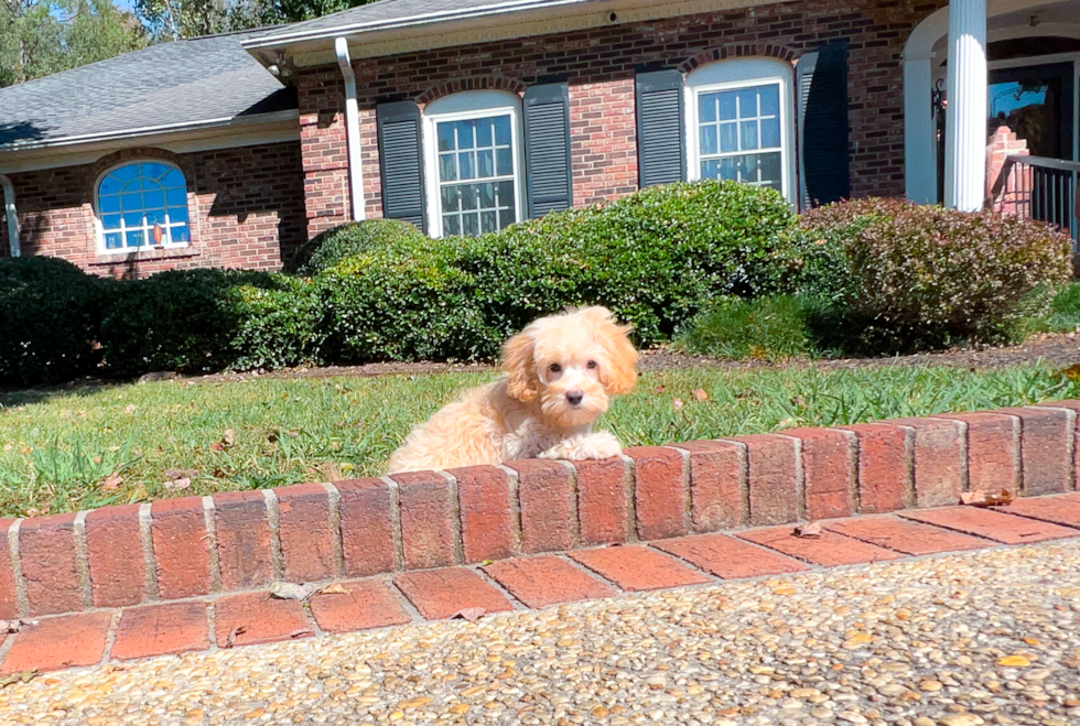 Best Maltipoo Baby