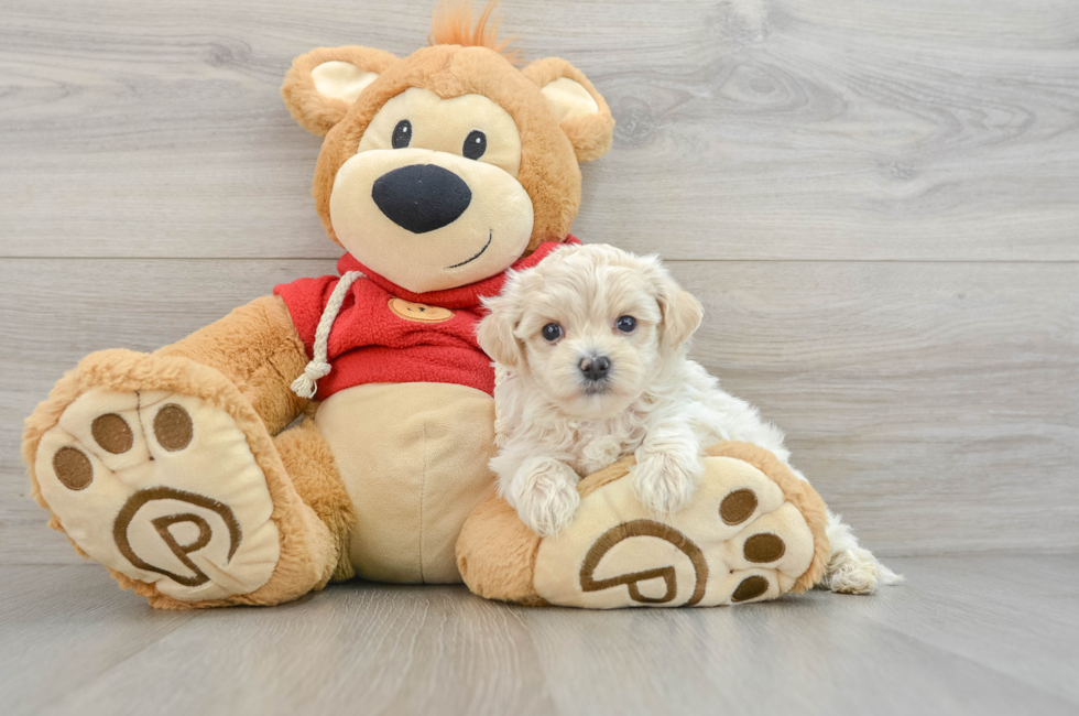 6 week old Maltipoo Puppy For Sale - Simply Southern Pups