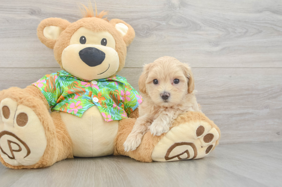 7 week old Maltipoo Puppy For Sale - Simply Southern Pups