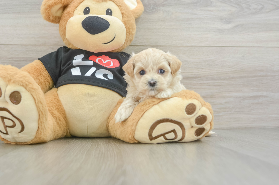 5 week old Maltipoo Puppy For Sale - Simply Southern Pups