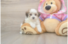 Sweet Maltipoo Baby