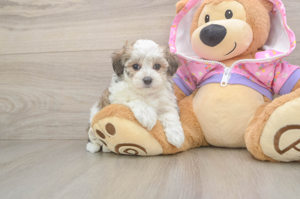 6 week old Maltipoo Puppy For Sale - Simply Southern Pups