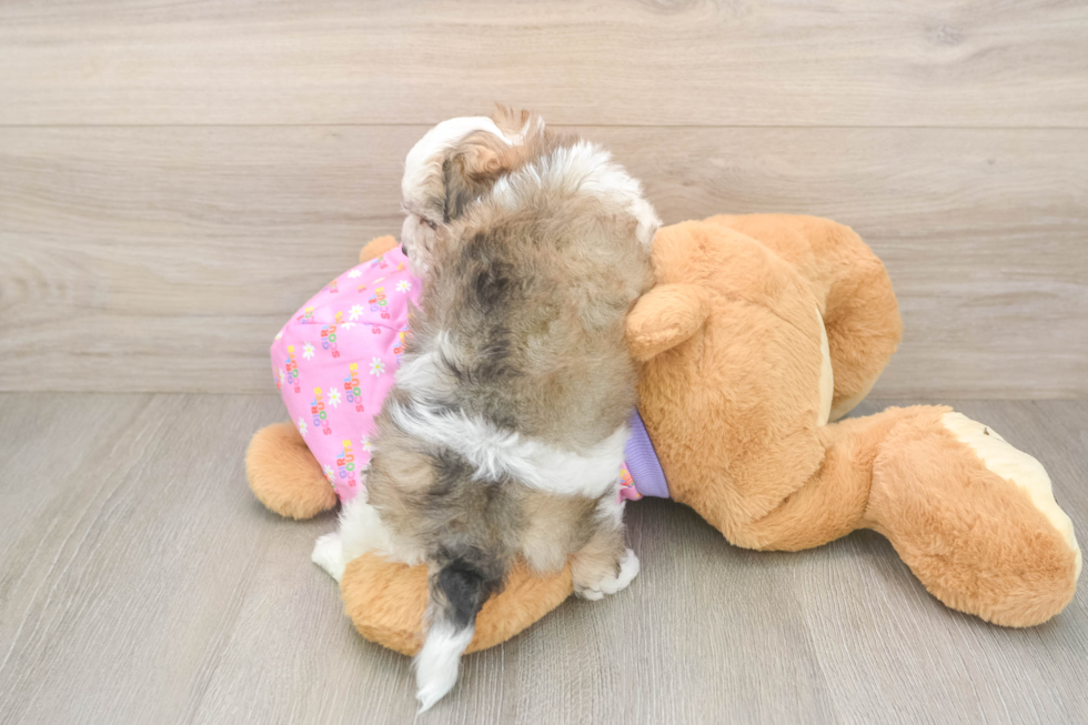 Friendly Maltipoo Baby