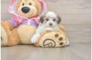 Maltipoo Puppy for Adoption