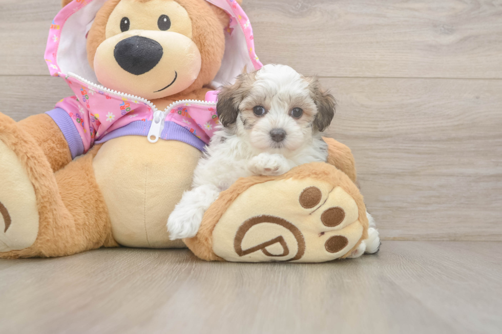 Maltipoo Puppy for Adoption