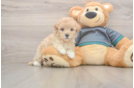 Maltipoo Pup Being Cute