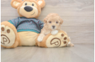 Adorable Multipoo Poodle Mix Puppy