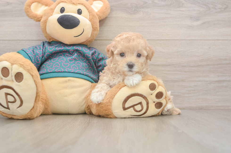 5 week old Maltipoo Puppy For Sale - Simply Southern Pups