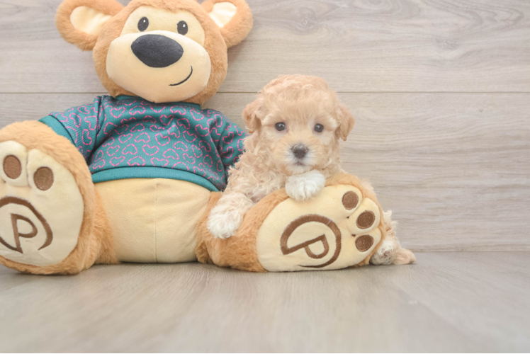 Meet Elaine - our Maltipoo Puppy Photo  1/3 - Simply Southern Pups Adorable Multipoo Poodle Mix Puppy