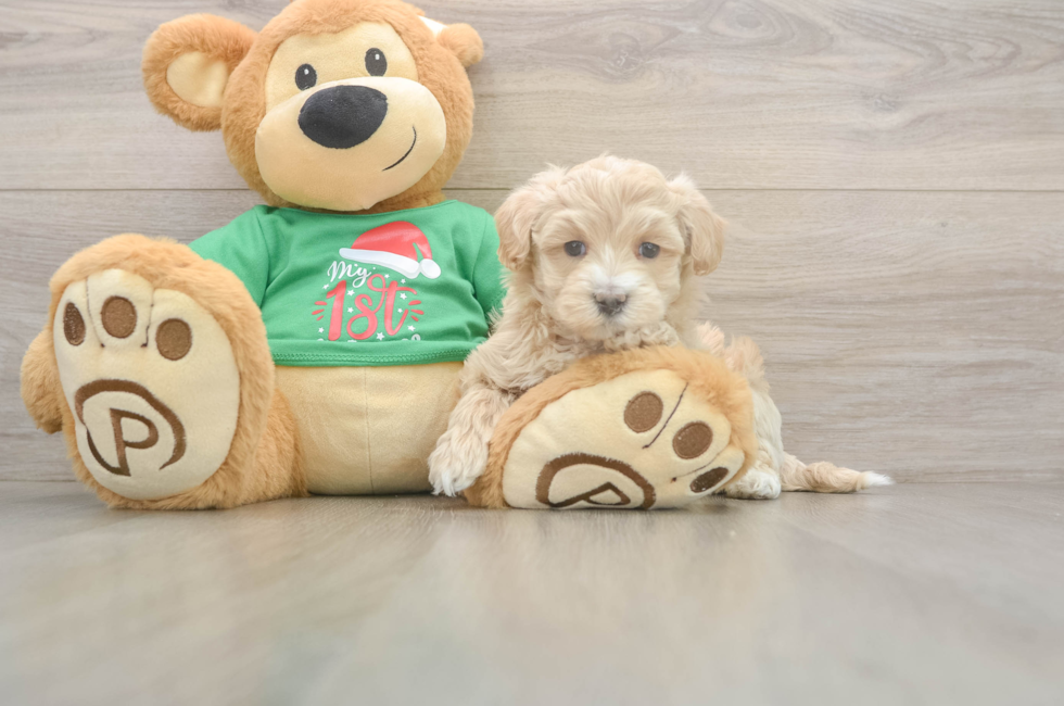 5 week old Maltipoo Puppy For Sale - Simply Southern Pups