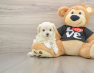 8 week old Maltipoo Puppy For Sale - Simply Southern Pups