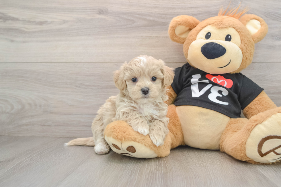 Petite Maltipoo Poodle Mix Pup