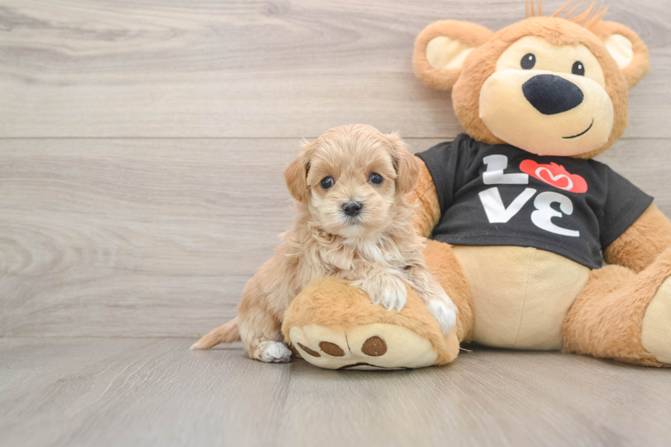 Maltipoo Pup Being Cute
