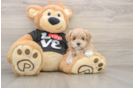 Fluffy Maltipoo Poodle Mix Pup