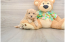 Maltipoo Pup Being Cute