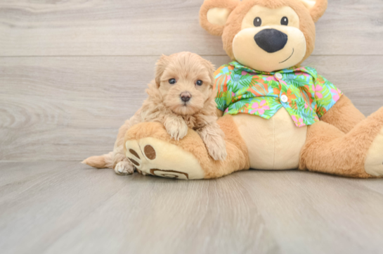 Maltipoo Pup Being Cute
