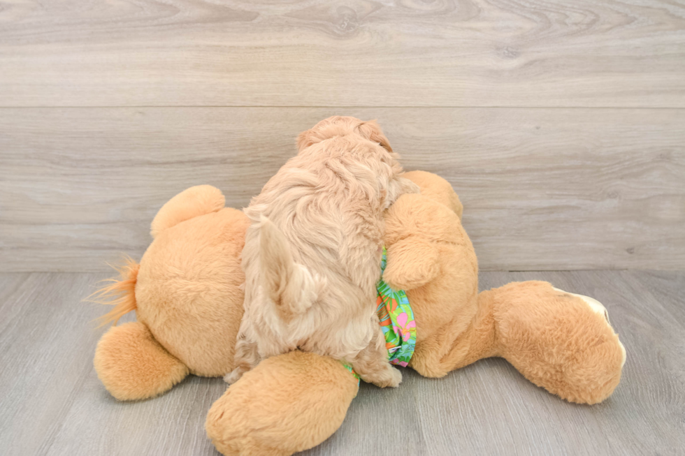 Hypoallergenic Maltidoodle Poodle Mix Puppy
