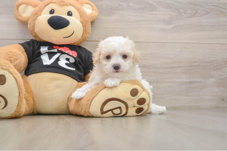 Best Maltipoo Baby