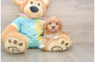 Best Maltipoo Baby