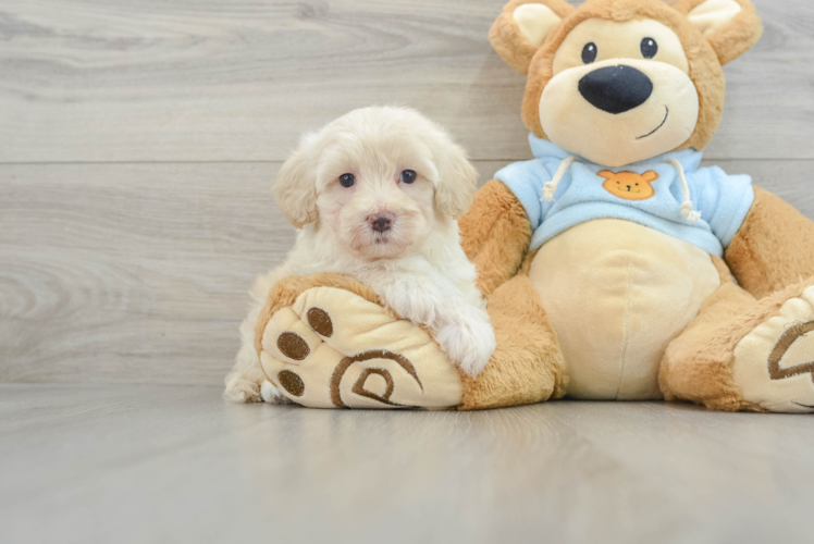 Maltipoo Pup Being Cute