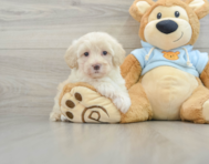 8 week old Maltipoo Puppy For Sale - Simply Southern Pups