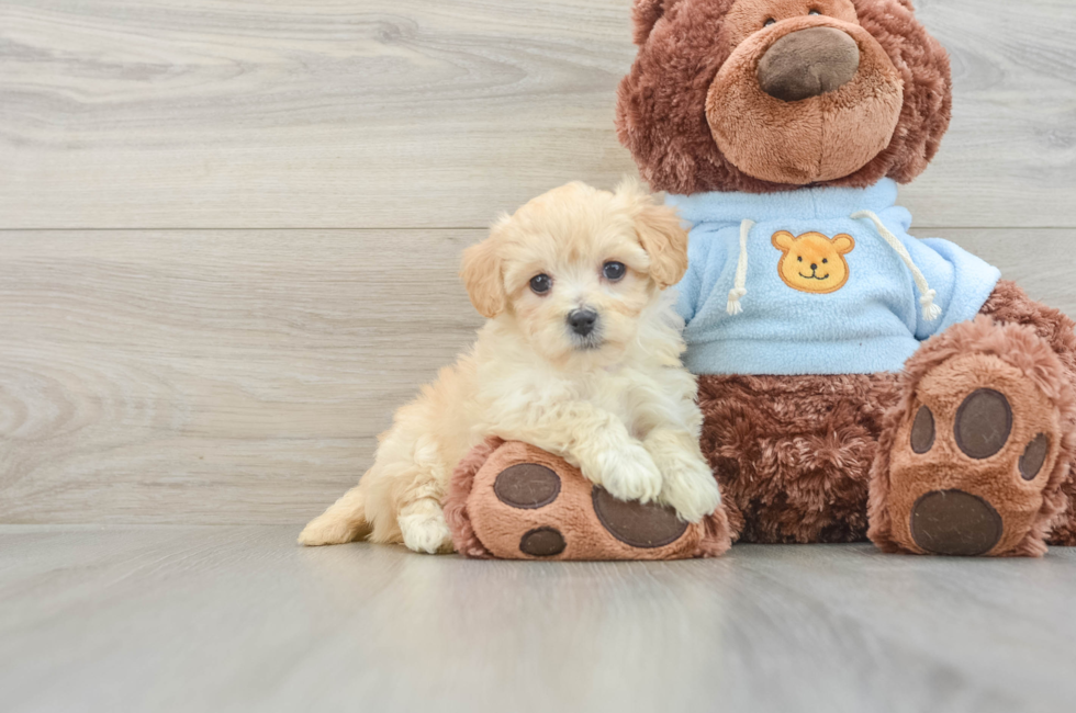 7 week old Maltipoo Puppy For Sale - Simply Southern Pups