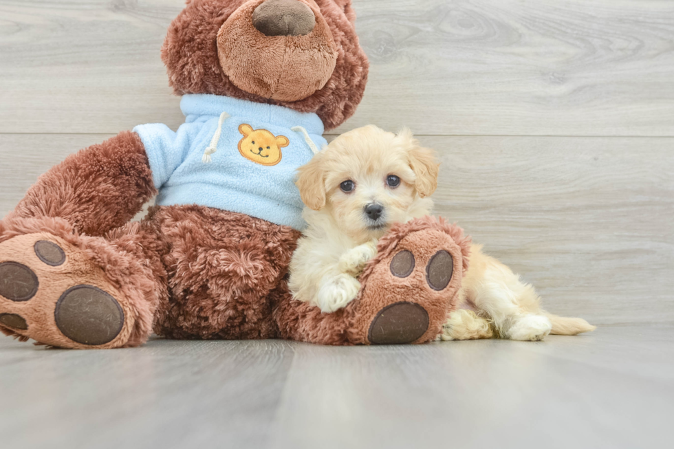 Maltipoo Pup Being Cute