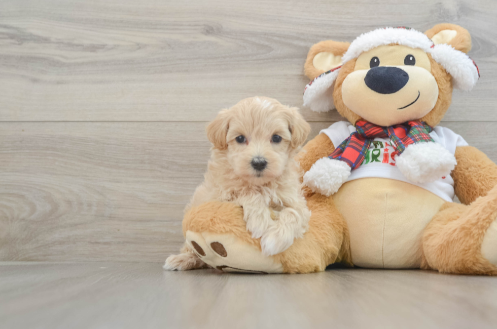 6 week old Maltipoo Puppy For Sale - Simply Southern Pups