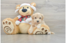 Maltipoo Puppy for Adoption